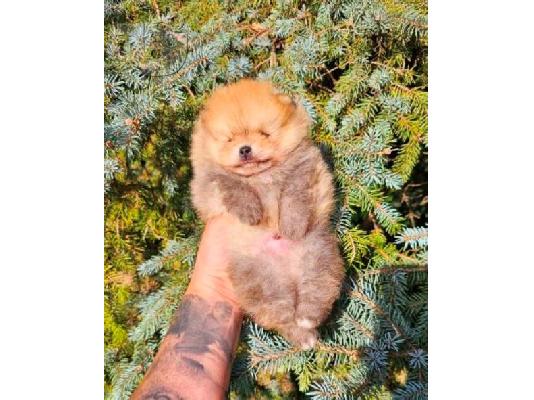PoulaTo: Μωρά Pomeranian ανώτερης γενετικής